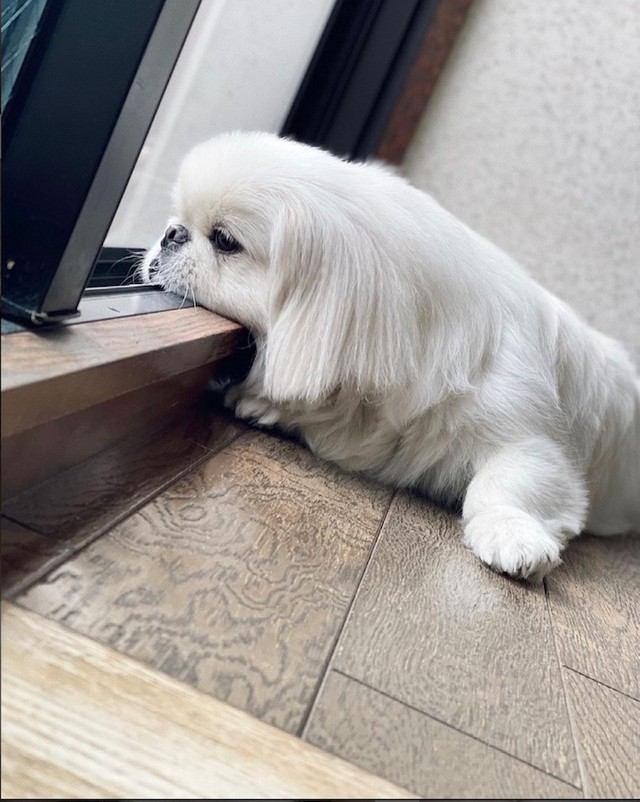 予防接種、がんばってくださいね（Instagramから／提供：ボーノさん）