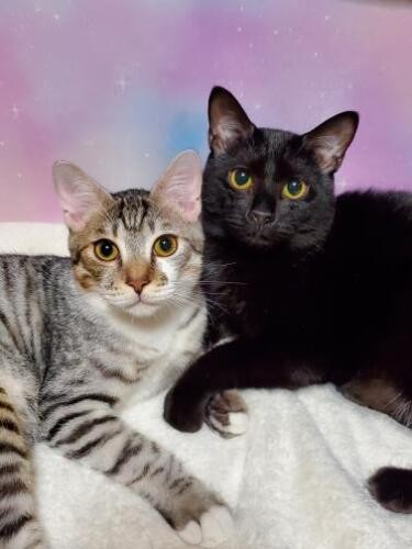 普段ののほんとまうた