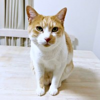 立派に成長したキナコくん（画像提供：mmさん）