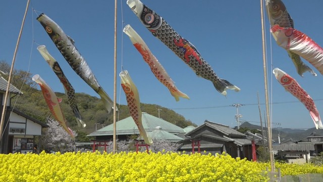 約3万本の菜の花畑…その上をゆったり泳ぐ12匹のこいのぼり　香川・小豆島町