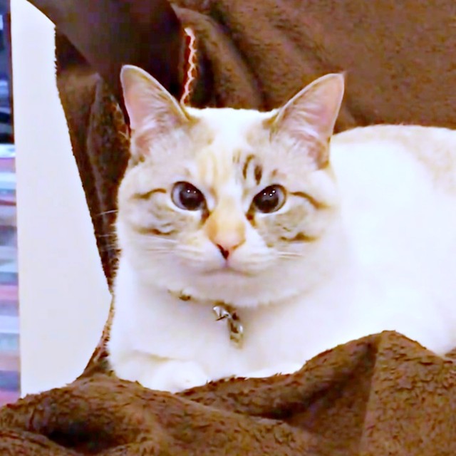 『むんっ』の口元はこれ！ kaoruさんの愛猫ルールーちゃん（画像提供：kaoruさん）