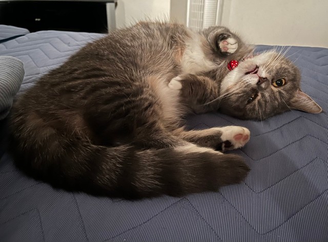 「朝、起きたら最初に目に入った光景です。人間にくっ付くのは嫌だけどそばに居たい時のラムです。ゴロゴロ言ってます」（提供：🐾ラム@極短マンチカン🐾さん）