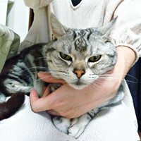 甘えん坊モード発動中！ 抱っこされて目をほそめるソルトくん（画像提供：31クレープさん）