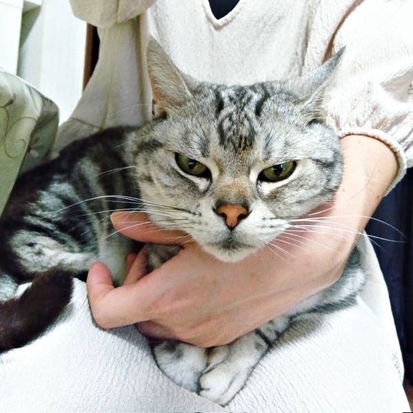 甘えん坊モード発動中！ 抱っこされて目をほそめるソルトくん（画像提供：31クレープさん）