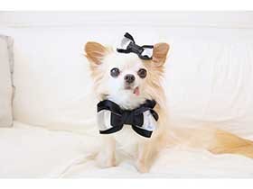 ママとおそろいのリボンなの　ロングコートチワワの「ヒナ」