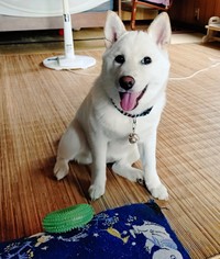 「おもちゃ投げて！」 アピールする米子ちゃん（画像提供：白柴米子（こめこ）さん）