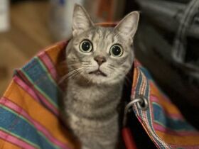 パナソニック保護犬猫譲渡会　一般社団法人４２８２５（よつやねこ）から参加予定の猫たち（14） 