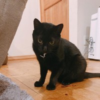 とても美人さん、ひげも立派です