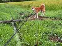 草が刈ってある土の上に着地したティーくん（画像提供：柴犬ティーくん＆パパさん）