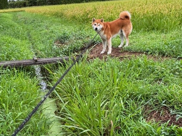 草が刈ってある土の上に着地したティーくん（画像提供：柴犬ティーくん＆パパさん）