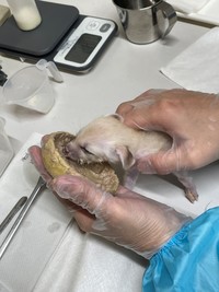 離乳食を食べてすくすく成長中　画像（公財）東京動物園協会提供