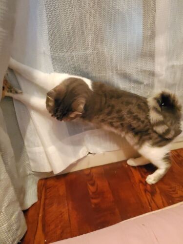 その後、実家で大暴れ？ケージでお見合いしたので窮屈だったかな