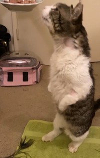 ごはんに釣られて立っち＝Aiさん提供