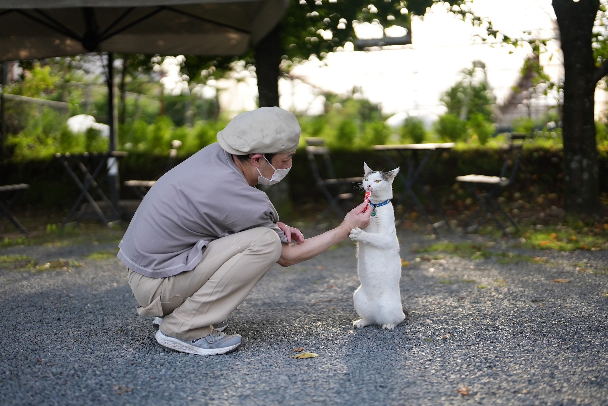 猫がへそ天で寝ていると、店が忙しくなる」パン屋さんにいるのは、幸運