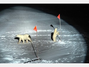 「何かを訴えているよう」観測機器の前に現れたホッキョクグマの親子