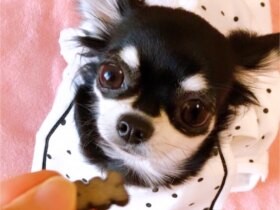 早く食べたいよ　もぐもぐタイム待ちのチワワ「ぴめ」