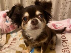 震災も共に乗り越えた大切な家族  チワワとダックスのMIX犬「くるみ」