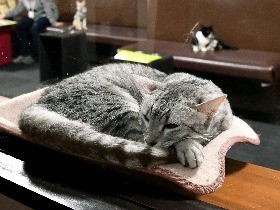 猫カフェ、夜１０時まで営業ＯＫ　販売業者も規制緩和　環境省
