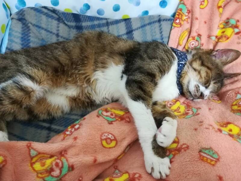 「へそ天はしない主義なんで」ポリシーを持つ、まなつの同居猫ゴンちゃん（わかこさん提供）