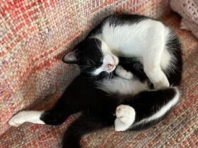 やっぱりおうちが一番だニャ　退院した安心感からソファでくつろぐハチワレ猫「モコ」