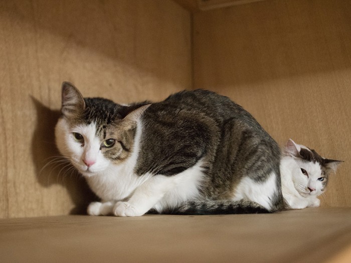 「僕たちいつもくっついてるんだ」（小林写函撮影）