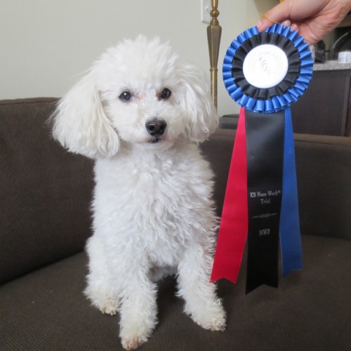 古本先生の愛犬マノン。NW２タイトル取得、総合10位という好成績。