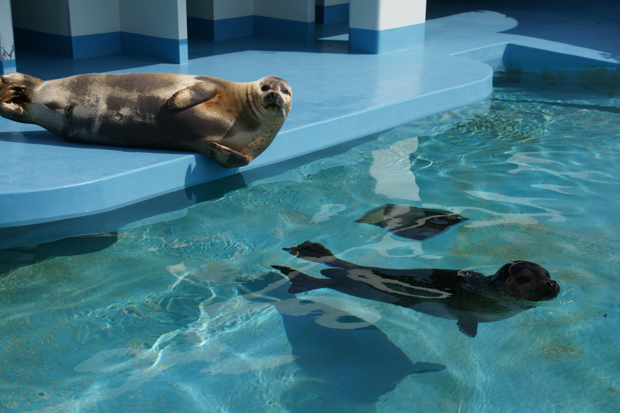 ゴマフアザラシ2頭が北海道から岡山に 引っ越しに10か月かかったワケ ほ とせなnews