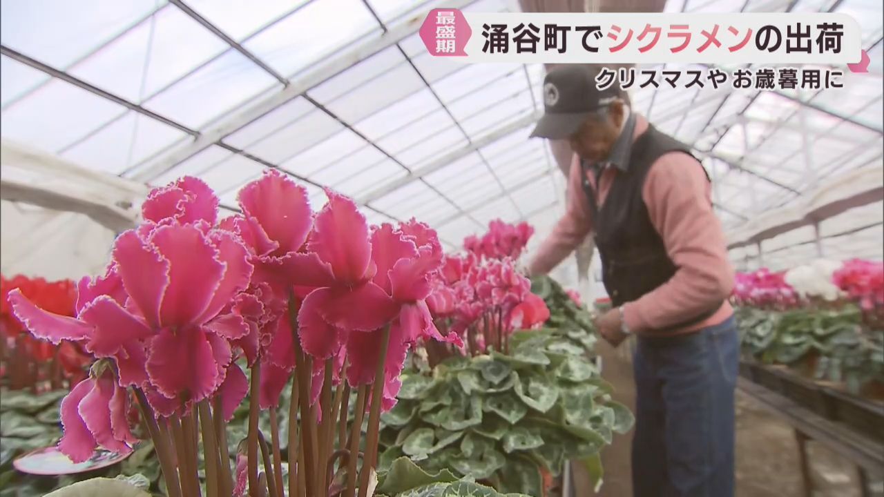 シクラメンの出荷が盛ん　クリスマスやお歳暮用　宮城・涌谷町