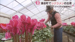 シクラメンの出荷が盛ん　クリスマスやお歳暮用　宮城・涌谷町