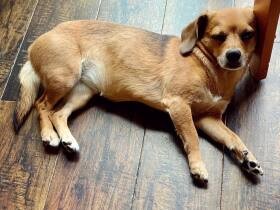 2022寝る子は育つで賞　チワワとダックスのミックス「レトロ」