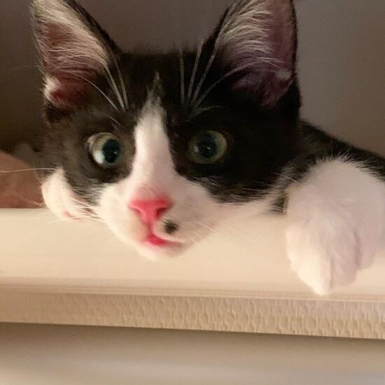 家にきたころの「Baby」