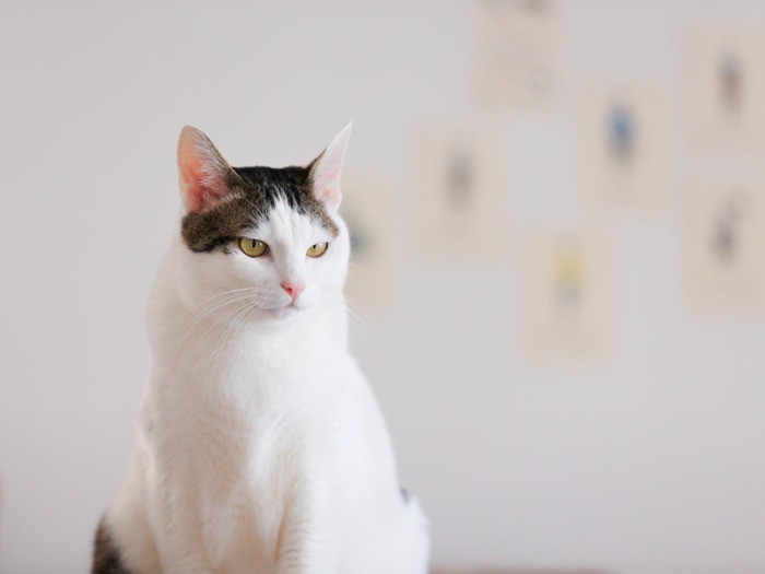 ニヒルな表情、ロロ、カッコイイ！