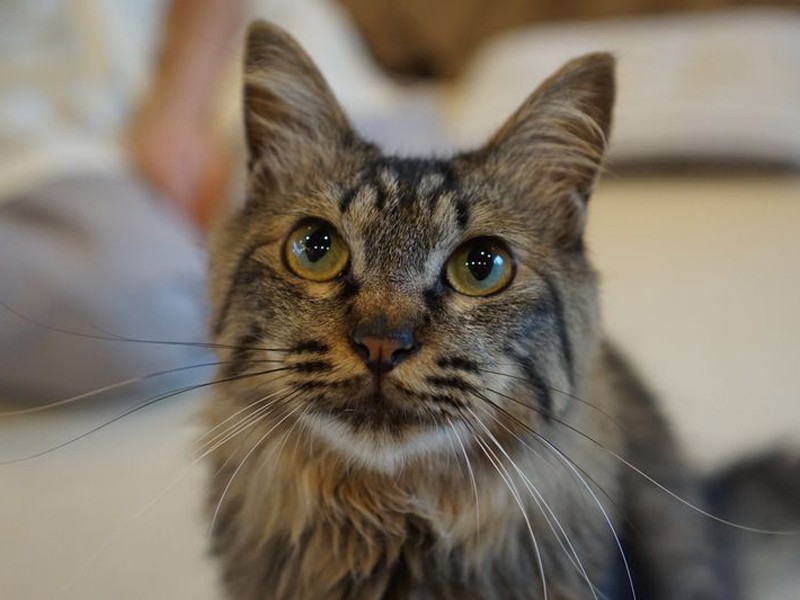 「私きれい？」。フォトジェニックな2歳のニコルちゃん。繊細だけど慣れたら「抱っこもOK」の甘えん坊