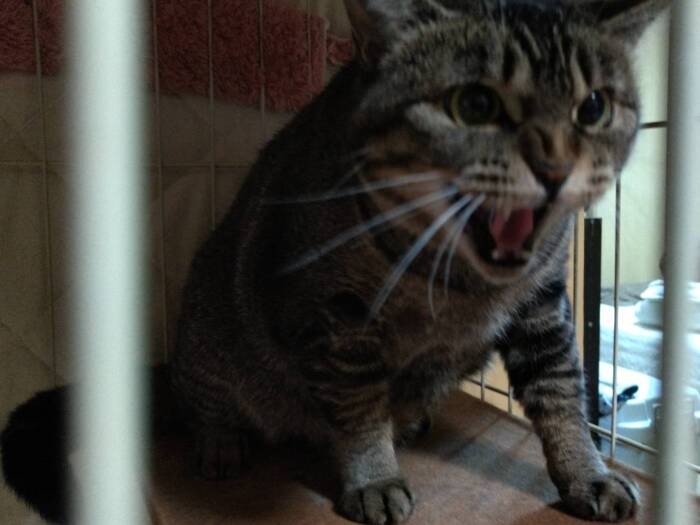 保護当初のナオミ、威嚇する姿は大迫力（亜妃さん提供）