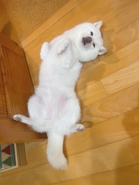 散歩の後は暑くてへそてんでくつろぐゆきちゃん（提供：たまgo（白柴ゆき）さん）