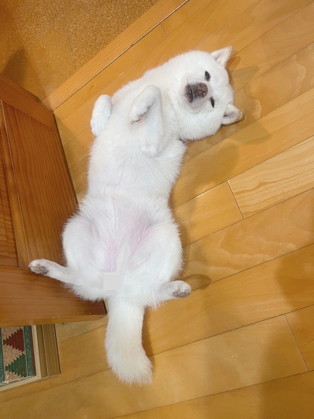 散歩の後は暑くてへそてんでくつろぐゆきちゃん（提供：たまgo（白柴ゆき）さん）
