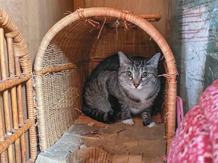 お世話がままならなくなった高齢の女性から託されたミミ（推定8歳♀）がレスキューされた時。厳しい生活環境だった。ステラ以外の猫たちも店に来た経緯は訳ありだ （写真提供・ちよだニャンとなる会）