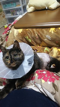 断脚して退院後、家でくつろぐ愛ちゃん＝ねこママさん（@sanaemama4422）提供