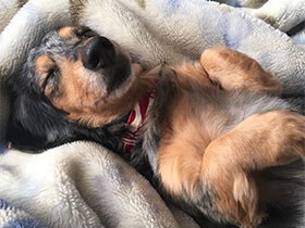 お昼寝姿が無防備すぎる！　ミニチュアダックスの「レイ」