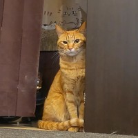 後ろの爪研ぎの猫にそっくり。朱葉ちゃん＝chatoran818さん提供