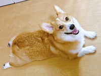 飼い主さんを見上げてにっこり♡ 笑顔がキュートな柊くん（画像提供：Daikiさん）