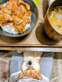 しばらくすると、そのまま眠ってしまうすずちゃん（画像提供：入間川いぬ散歩会さん）