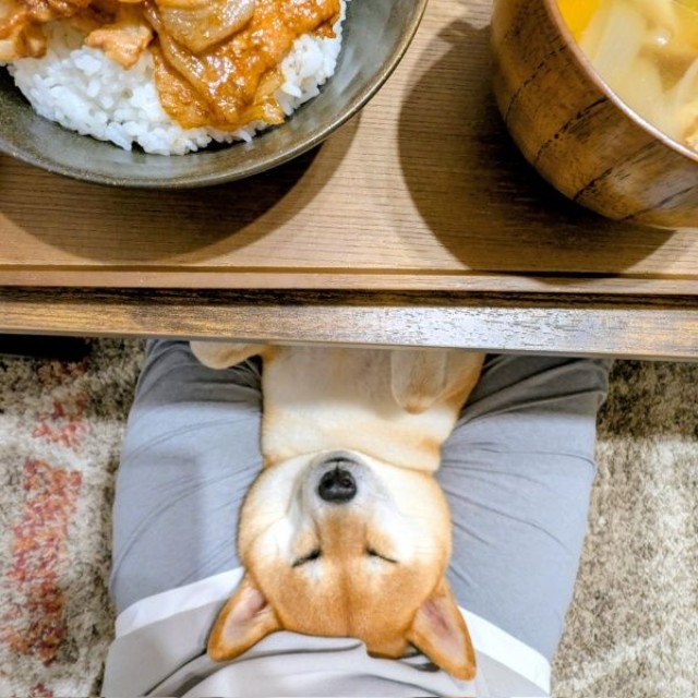 しばらくすると、そのまま眠ってしまうすずちゃん（画像提供：入間川いぬ散歩会さん）