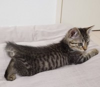 ボンネットから救出したため、「ボン」と命名