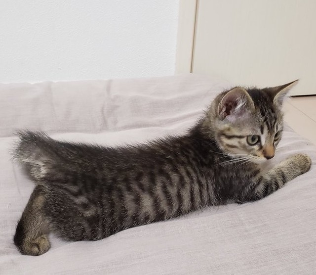 ボンネットから救出したため、「ボン」と命名