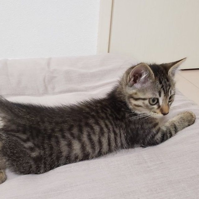 ボンネットから救出したため、「ボン」と命名