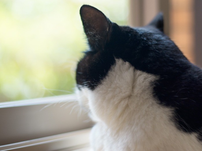 「クーラー付けないから部屋の中30℃あるよ、外のほうが涼しいんじゃないか？」（小林写函撮影）