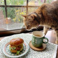 今日は豪華だにゃ〜