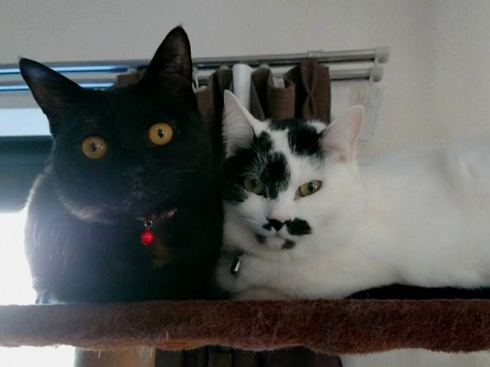 掃除機をかける時は団結「一緒に避難」（信吾さん提供）