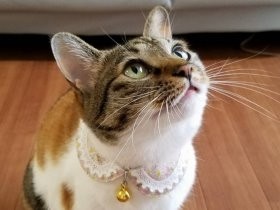 人にトコトコとついて歩いた子猫　真菌で隔離、性格が変わった